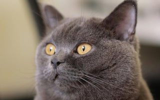 Raising a British Blue Cat: Top Considerations for a Healthy, Happy Pet