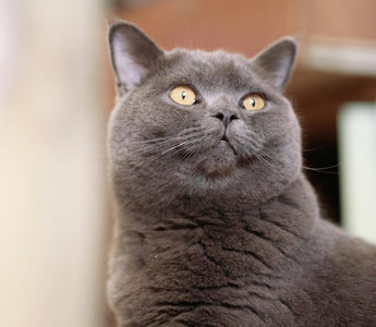 7 Essential Tips for Raising a British Blue Cat: A Beginner's Guide