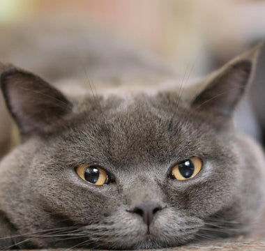 Caring for Your British Blue Cat: Must-Know Tips for First-Time Owners